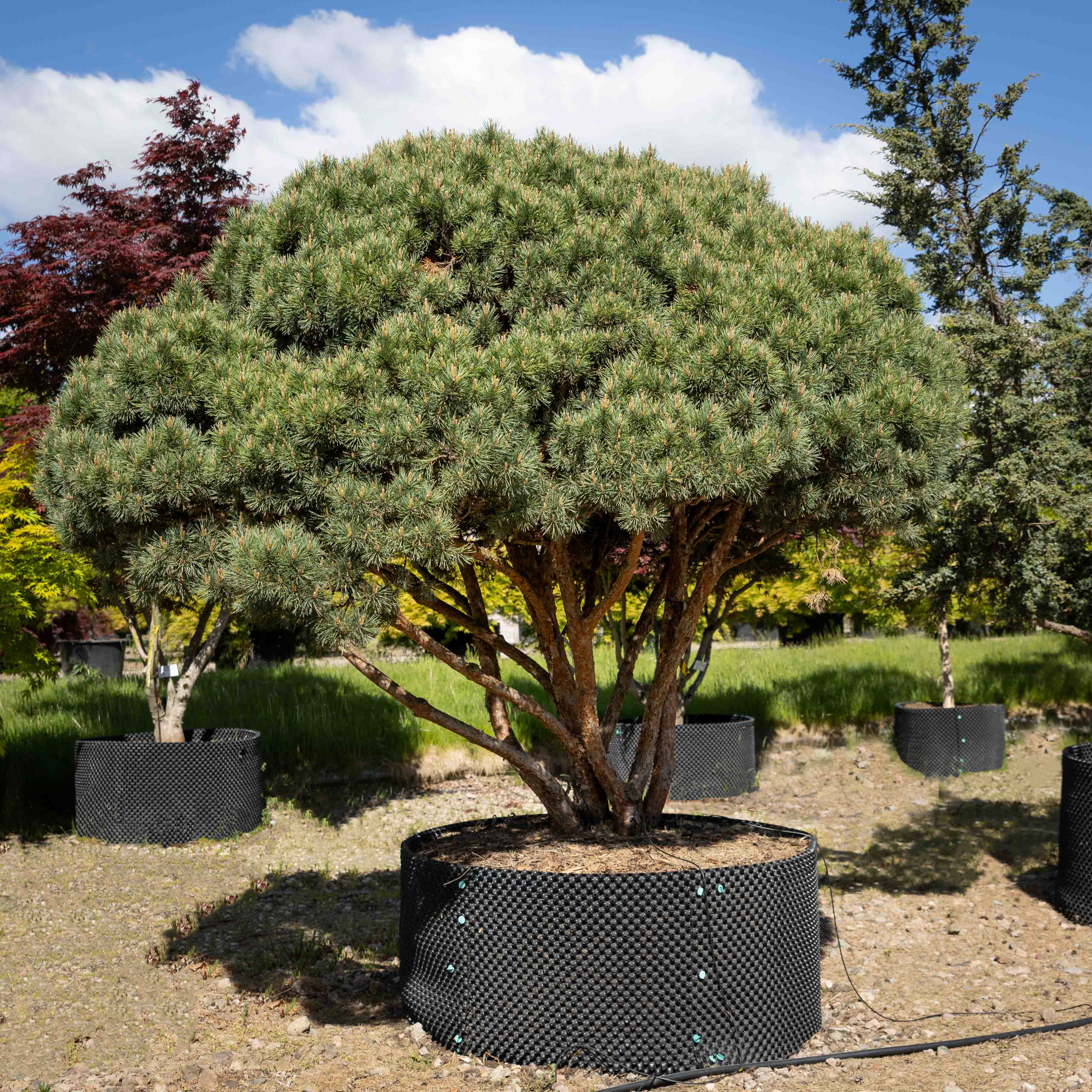 Pinus sylvestris 'Watereri' VJ